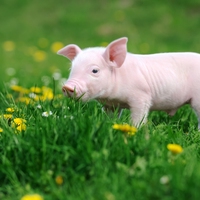 pig