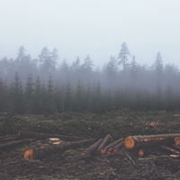 deforestation