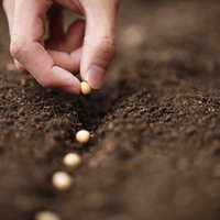 seed