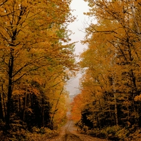 temperate forest