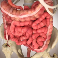 small intestine