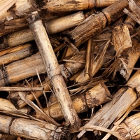 biomass