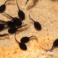 tadpole
