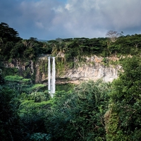 rainforest