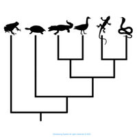 evolutionary tree