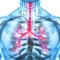 bronchi