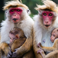family