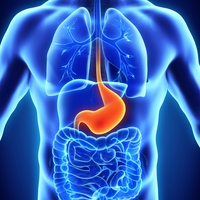 stomach