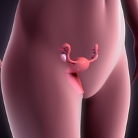 uterus