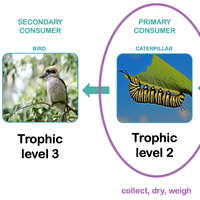 trophic level
