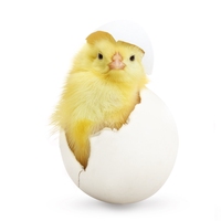 hatchling