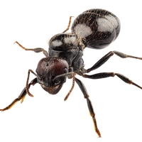 ant