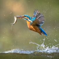 prey