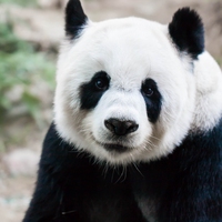 giant panda