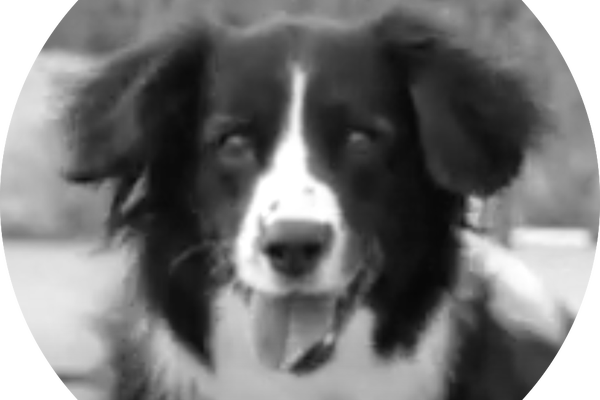 Floss, Canine Presenter