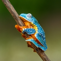 frog