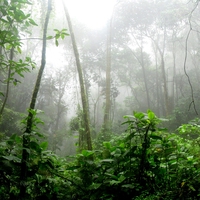 rainforest