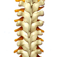spine