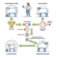adult cell cloning