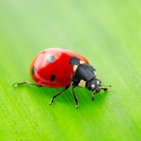 ladybird