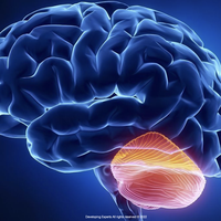 cerebellum