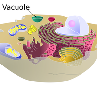 vacuole