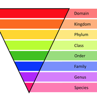 classify