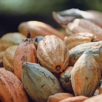 cacao