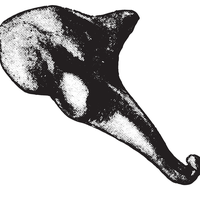 hammer