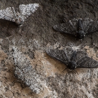 camouflage