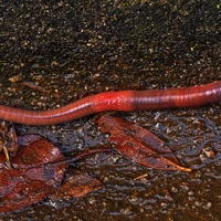 detritivore