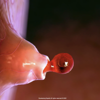 ovulation