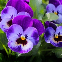 pansy