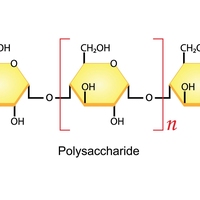 polysaccharide