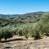 olive groves