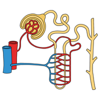 tubules