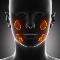 salivary glands