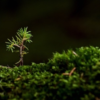 seedling