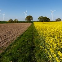 crop rotation