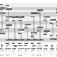 fossil record