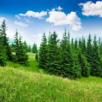 pine tree