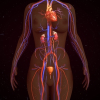 kidney