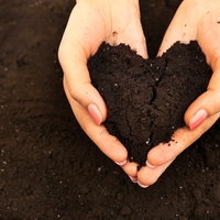 soil