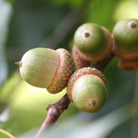 acorn