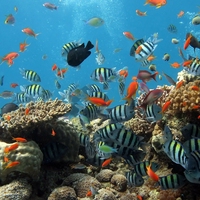 ecosystem