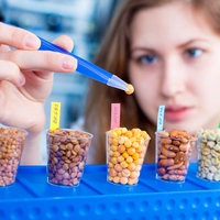 genetically modified crops