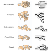 transitional form