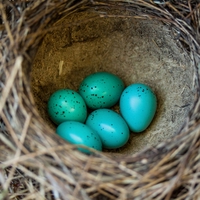 reproduction