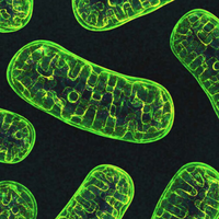 mitochondria