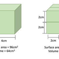 surface area to volume ratio